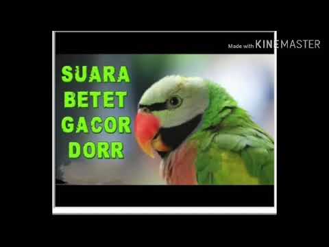 Suara burung paruh bengkok (Betet Jawa) Gacor 