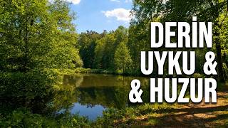 Doğa Sesleri ile Orman Yürüyüşü | Derin Uyku Ambiansı
