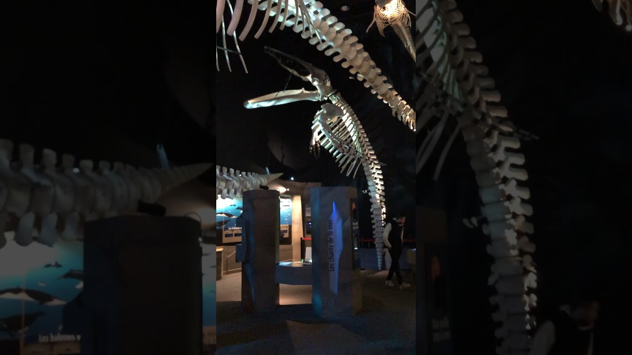 Whale 🐳 Tadoussac Museum. INTERPRETATION CENTRE ON MARINE MAMMALS (CIMM) Activities 