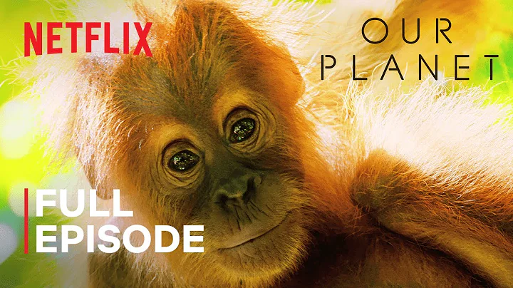 Our Planet | Jungles | FULL EPISODE | Netflix - DayDayNews