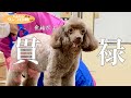 【貫禄のトイプードル母犬】顔まわりすっきりでトリミングも余裕のベテランぶり