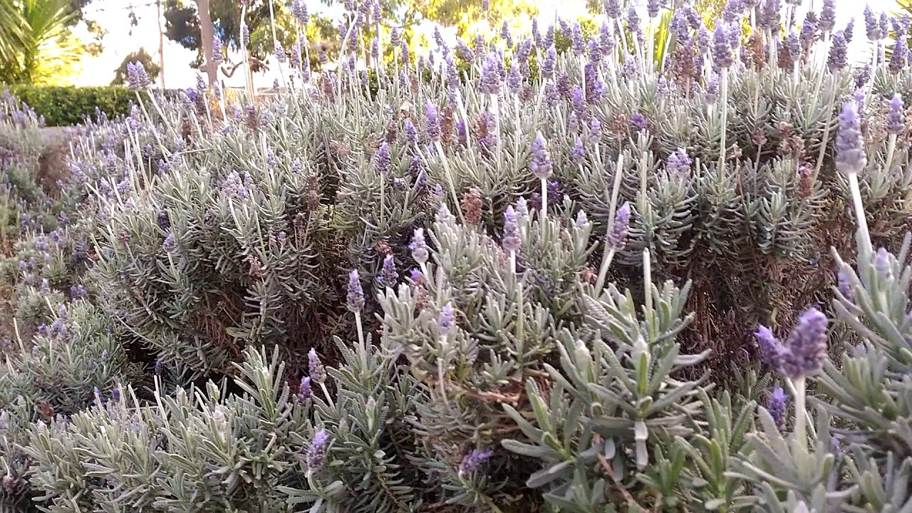 Melbourne and Lavender YouTube