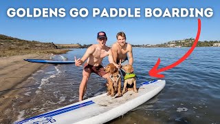 Golden Puppies First Time Paddle Boarding // The Golden Brothers