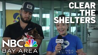 Here's how you can help Clear the Shelters
