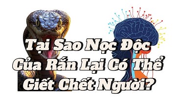 Tại Sao Nọc Độc Của Rắn Lại Có Thể Giết Chết Người?
