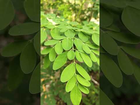Lifetime Keto Plus Acv Gummies Sustained Success In Your Ketogenic Journey
