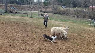 Herding class  Day 1  Sheep