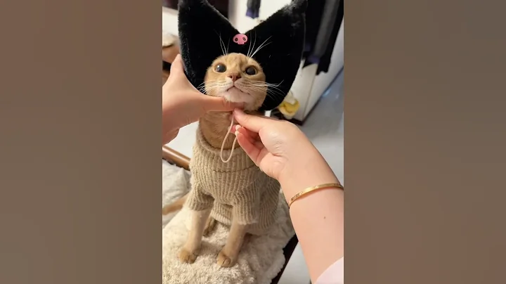 Watch the video about Cat videos 2025 | funny cat videos try not to laugh #cat #trending #vIog #howto #reaction #montana