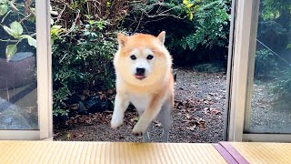 Shibe heard thunder and hurried to the house with a surprised round face.