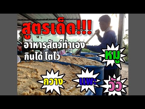 สูตรเด็ด อาหารสัตว์ทำเอง กินดี โตไว