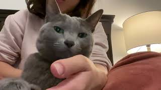 ASMR - Cat Paw Massage [cat purring]