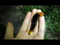 Giant Firefly Larvae