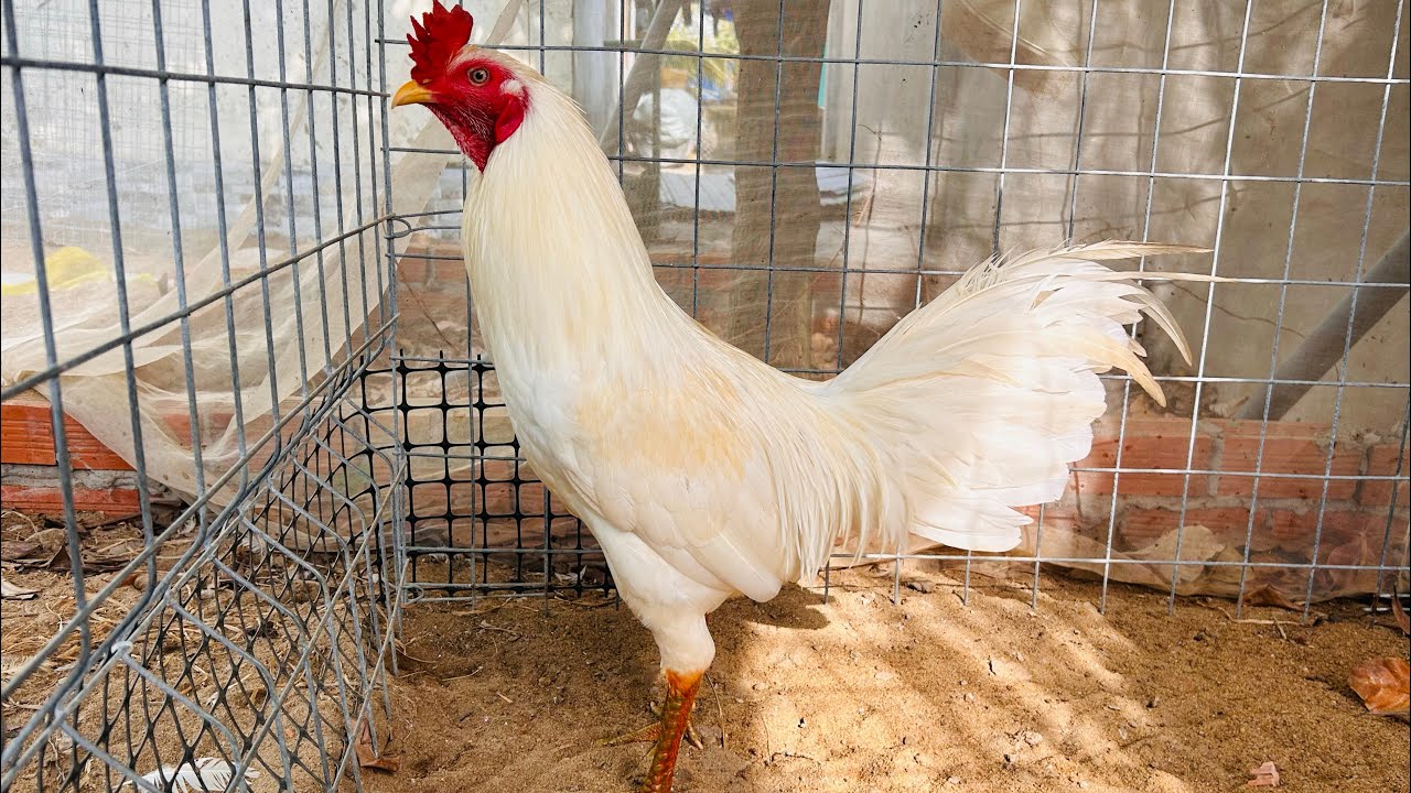 17/1 Chúc Ae Mình Sức Khỏe. 0961.496.696