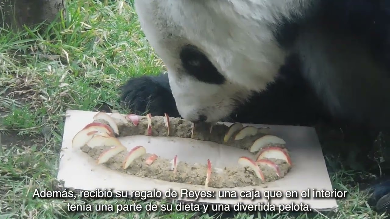 Rosca de Reyes de  Xin Xin