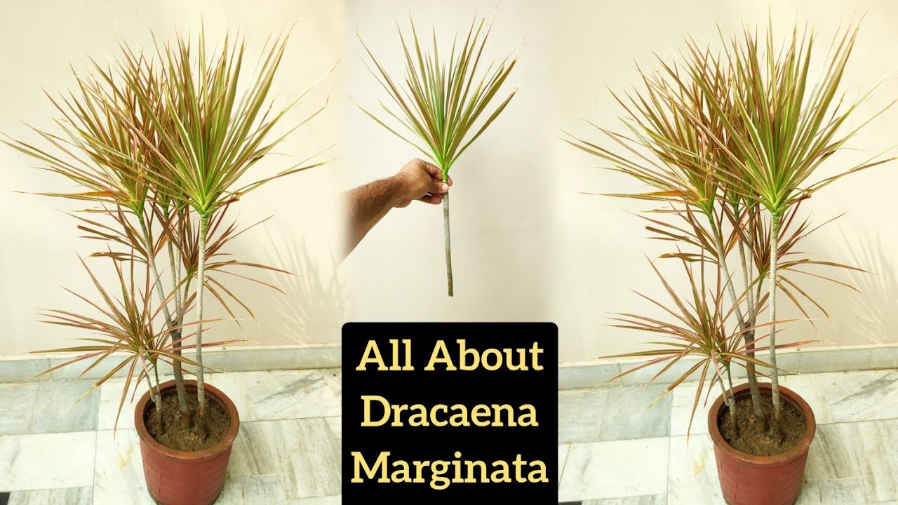 How To Make Dracaena Plant Bushy, Dracaena Plant Growing Tip, Dracaena Marginata Cutting Propagation