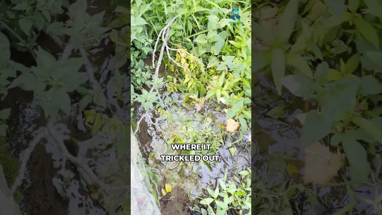 A Pond That Filters Its Own Water While Watering Livestock #clever #agriculture A Pond That Filters Its Own Water While Watering Livestock #clever #agriculture