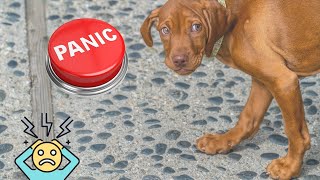 Can Dogs Have Panic Attacks