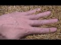 ミルワーム親子の子離れを前に、生魚パーティーさせてみるミルワミスト。【ミルワーム飼育】