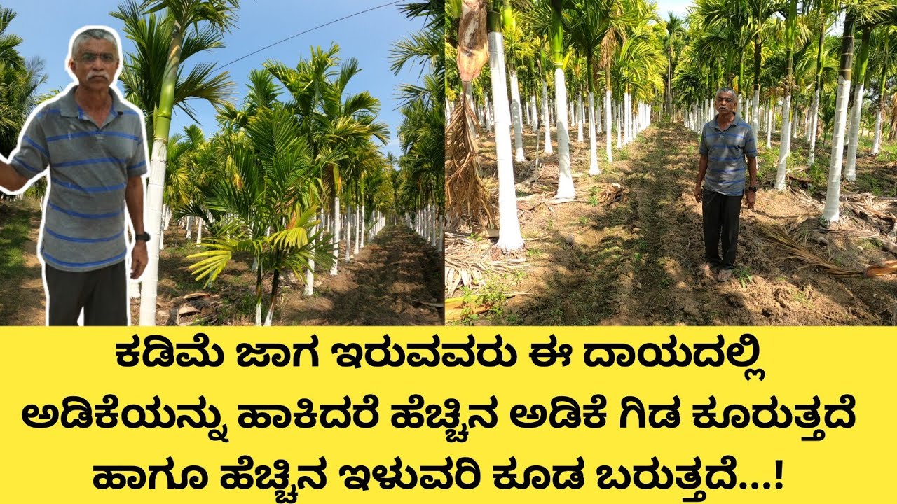 ಒಂದು ಎಕರೆ 10 ಗುಂಟೆಯಲ್ಲಿ ಸಾವಿರ ಅಡಿಕೆ ಗಿಡಗಳು ಕುಂತಿವೆ... ಇದು ಸಾಧ್ಯ ಆಗಿದ್ದು ಈ ಒಂದು ಮೆಥಡ್ನಿಂದ...