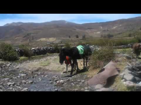 Video: Die Witzigsten Ausdrücke, Die Ecuadorianer Verwenden - Matador Network