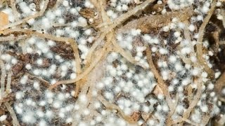 видео: О сапрофитных грибах на субстрате картинка: О сапрофитных грибах на субстрате