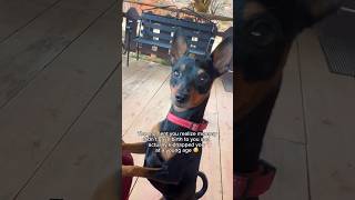 Cute Miniature Pinscher is shocked#dogshorts #miniaturepinscher #minpin #funnydogsshorts #funny