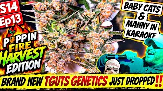 S14 Ep13 | WE JUST DROPPED NEW GENETICS!!  FULL Poppin Fire Harvest + Terp Breakdown