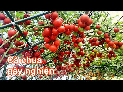 Video: Cách trồng cây cà chua: phương pháp, làm đất, gieo hạt và chăm sóc