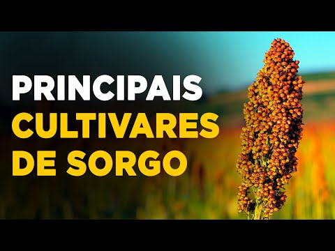 Vídeo: Informações sobre a grama de sorgo: Saiba mais sobre a semente de grama de sorgo