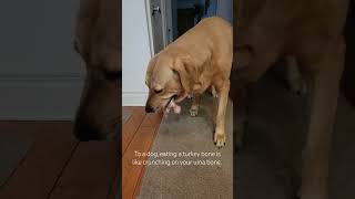 Dog crushes a raw turkey leg #dogs #dogtrainerslife #dogtrainer