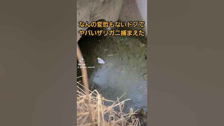 ゴキブリみたいな色したザリガニ捕まえた