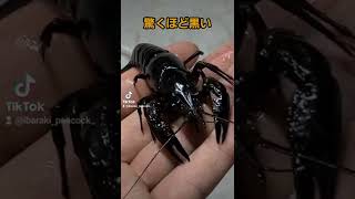 【激レア】ゴキブリみたいな色したザリガニ捕まえた！ Caught a mutant crayfish.