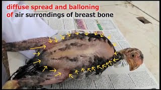 WIND PUFF chicken / GAS EMPHYSEMA / air underneath skin in poultry   how vet treated releived pain