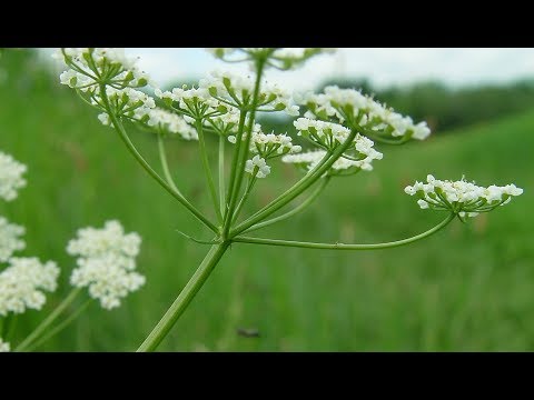 Vidéo: Variétés annuelles et bisannuelles de carvi - Le carvi est-il biennal ou annuel