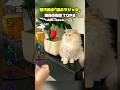 歴代級の「猫のマジック」困惑の瞬間 TOP8