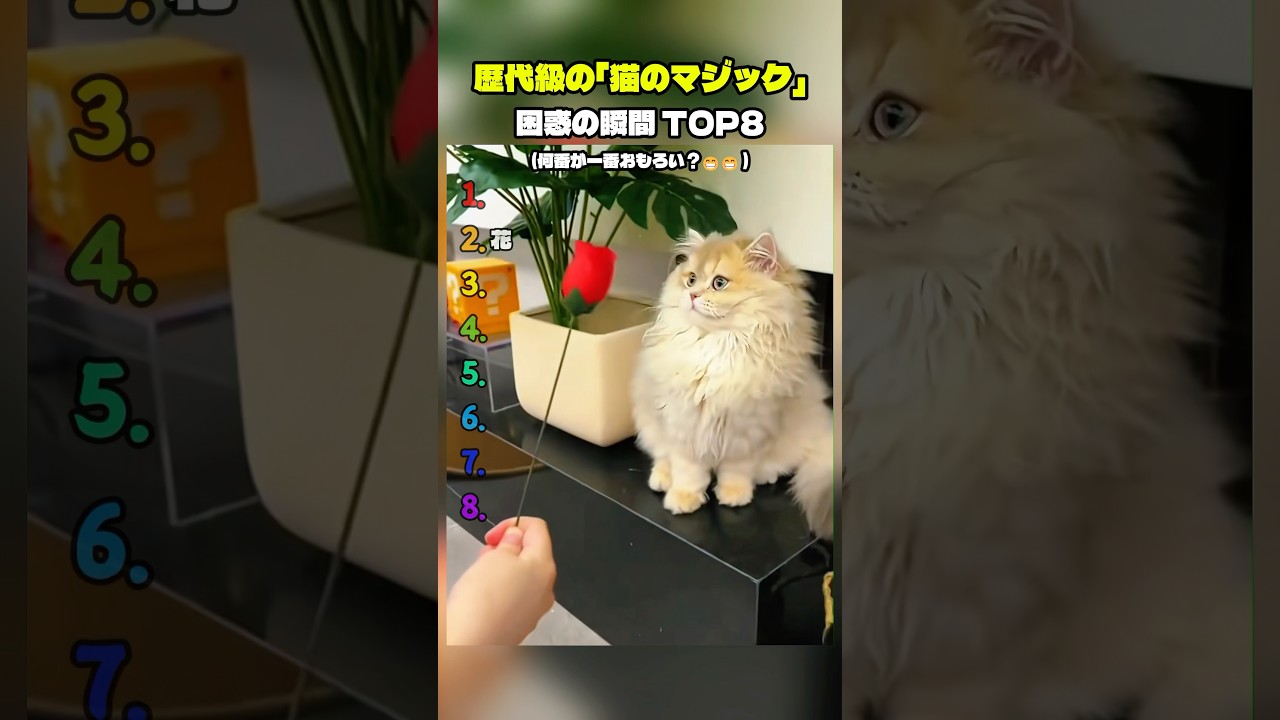 歴代級の「猫のマジック」困惑の瞬間 TOP8