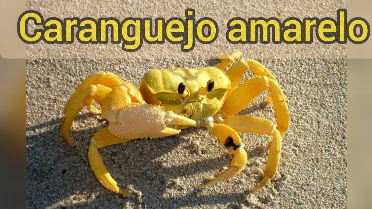 Bicho Caranguejo  amarelo - Marché Art de Vie