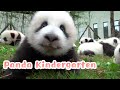 If pandas can talkepisode 4 panda kindergarten  ipanda