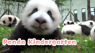 【If Pandas Can Talk】Episode 4 Panda Kindergarten | iPanda