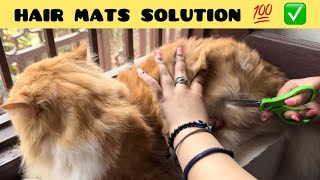 How To Remove Mats From Cat Hair | cause & prevention of matted cat hair