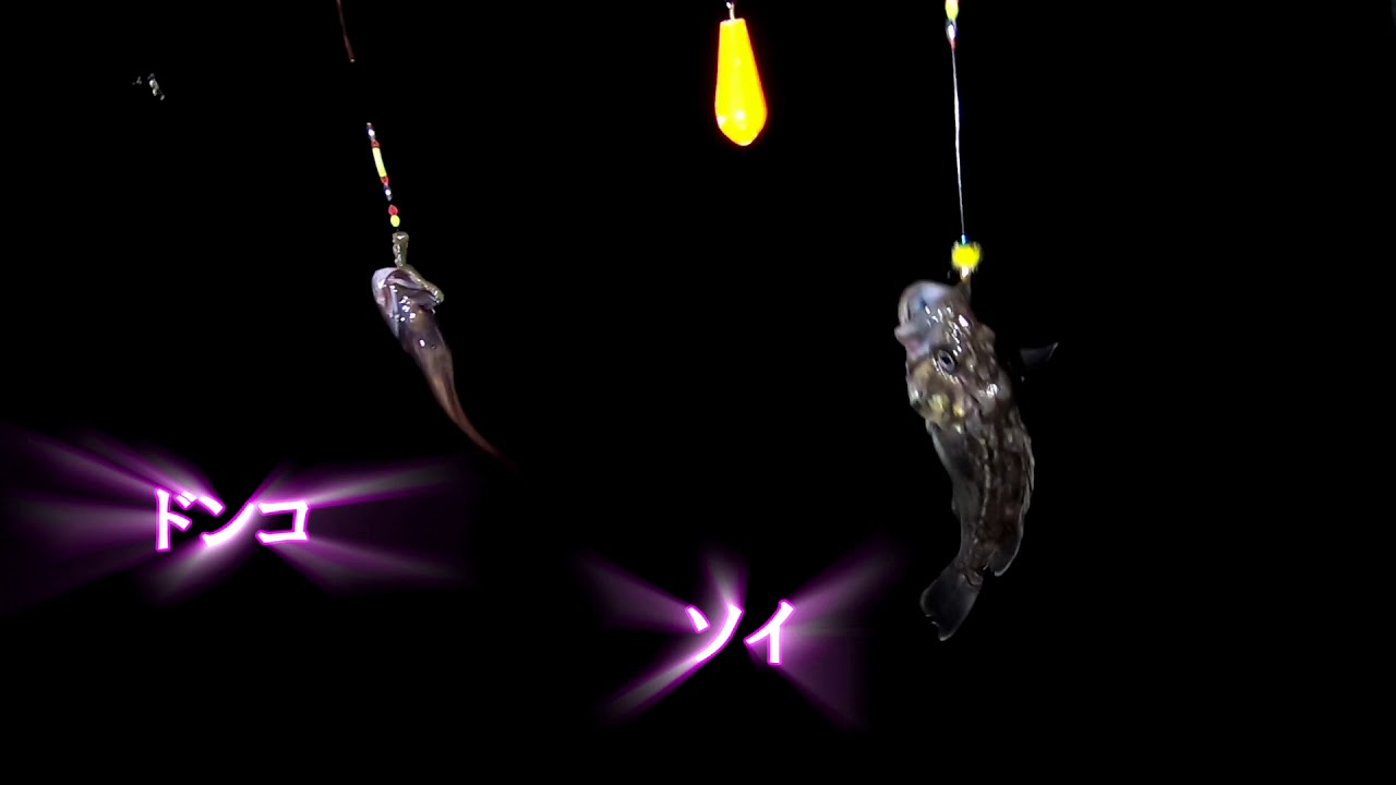 ナイトフィッシング 南茅部でこの秋 の夜釣りの釣果を連発で なんたってクロガシラがうれしい 彡 Youtube