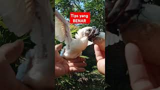 CARA YANG BENAR MELOLOH PIYIK UNTUK CETAK FREE FLIGHT #merpati #pigeon