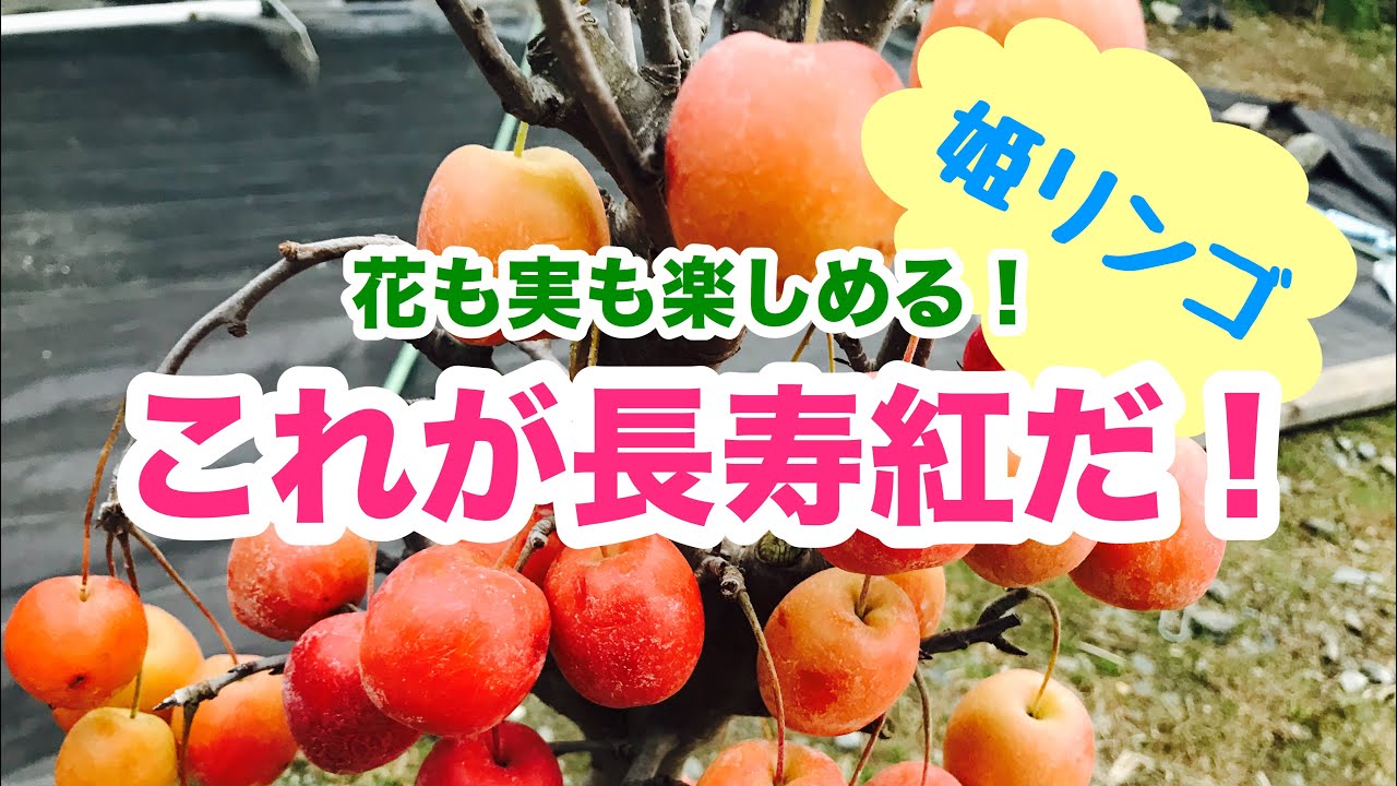 Video of home gardening: 