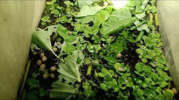 LÀM GIÀU TỪ ỐC NHỒI CON MỚI NỞ ĂN GÌ. MÔ HÌNH HIỆU QUẢ KINH TẾ CAO  NGÀY 21/01/2020