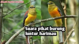 Suara pikat burung luntur harimau mp3