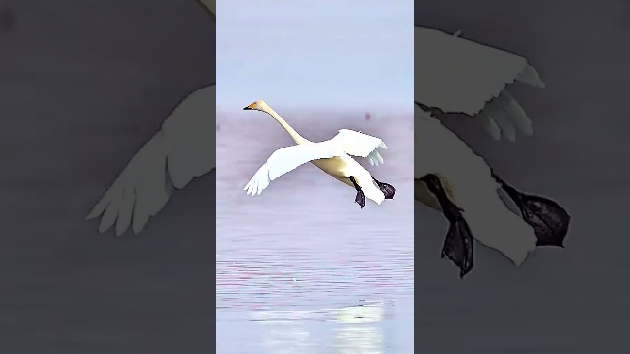 Perfect bird landing 🛬 🐦 