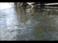 荒雄　ミッジドライにて