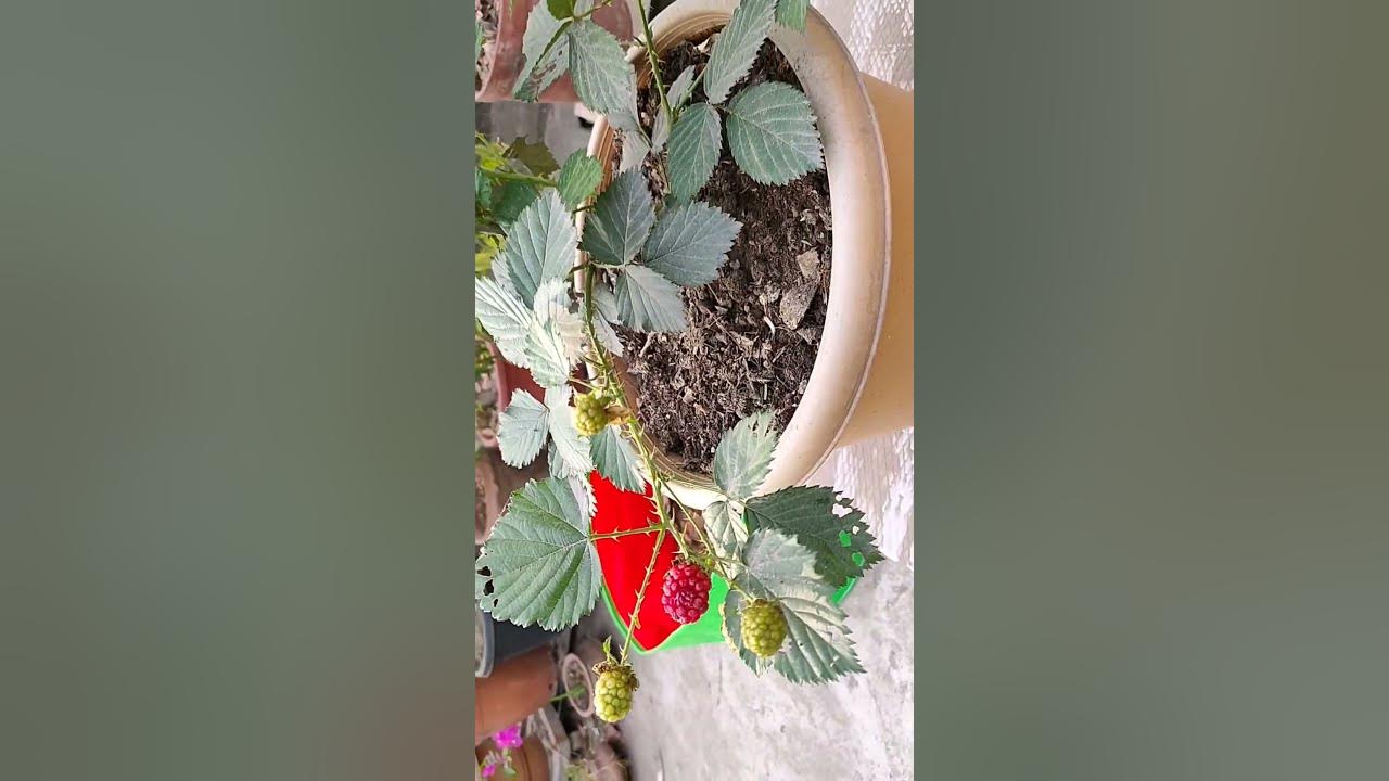 Blackberry Plant In Tamil Nadu Madi Thottam gardening YouTube blackberry-plant-in-tamil-nadu-madi-thottam-gardening-youtube