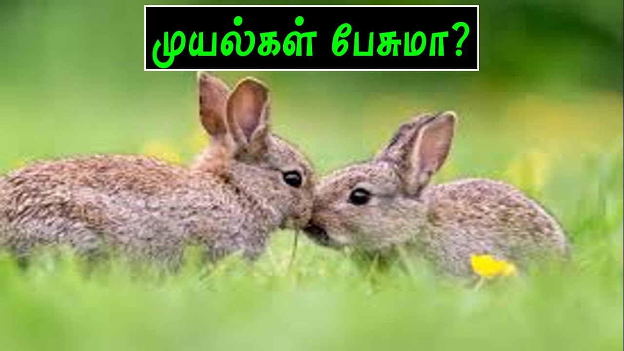 Vari Muyal முயல் பேசுமா? | Muyal Valarpu | Tamil | முயல் வளர்ப்பு - YouTube