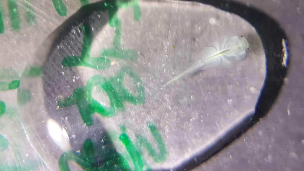 1080p Male Seamonkey ( Brineshrimp ) 씨몽키 성체 수컷 - YouTube